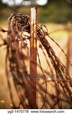 Stock Photo - Old rusty coil of barb wire on ranchland fence, California. Fotosearch
