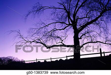 Stock Photo - Old Tree on Farm Concord, Massachusetts. Fotosearch