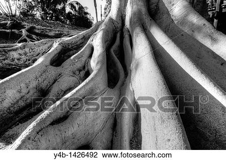 Stock Image - Old tree with roots exposed on a giant Moreton Bay fig tree, Balboa Park, San Diego. Fotosearch