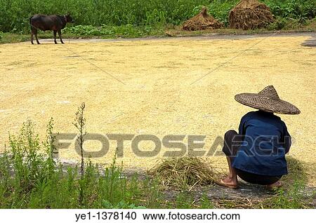 Old woman checking harvested rice drying on the ground, Yangshuo, Guangxi, China View Large Photo Image Stock Image - Old woman checking harvested rice drying on the ground, Yangshuo, Guangxi, China. Fotosearch