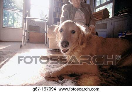 Old woman with Golden Retriever View Large Photo Image Picture - Old woman with Golden Retriever. Fotosearch