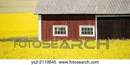 Old Wooden Barn House And Yellow Rapeseed Field In Rural Area