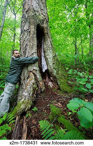 Old Yellow Birch Betula alleghaniensis - during the summer months at Lafayette Brook Scenic Area in the White Mountains, New Hampshire USA View Large Photo Image Stock Image - Old Yellow Birch Betula alleghaniensis - during the summer months at Lafayette Brook Scenic Area in the White Mountains, New Hampshire USA. Fotosearch