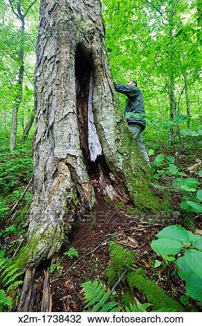 Old Yellow Birch Betula alleghaniensis - during the summer months at Lafayette Brook Scenic Area in the White Mountains, New Hampshire USA View Large Photo Image Stock Image - Old Yellow Birch Betula alleghaniensis - during the summer months at Lafayette Brook Scenic Area in the White Mountains, New Hampshire USA. Fotosearch