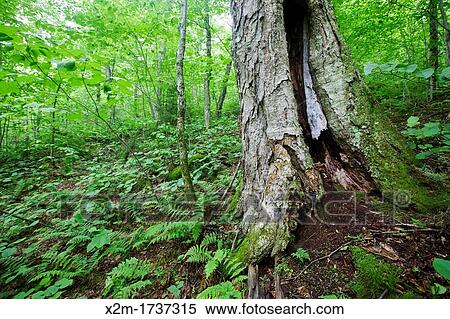 Old Yellow Birch Betula alleghaniensis - during the summer months at Lafayette Brook Scenic Area in the White Mountains, New Hampshire USA View Large Photo Image Stock Photography - Old Yellow Birch Betula alleghaniensis - during the summer months at Lafayette Brook Scenic Area in the White Mountains, New Hampshire USA. Fotosearch