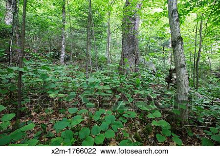 Old yellow birch in hardwood forest on the side of Mount Blue in Kinsman Notch of the White Mountains, New Hampshire USA during the spring This area was part of the Gordon Pond Railroad, which was a logging railroad in operation from 1905 - 1916 +/- View Large Photo Image Stock Image - Old yellow birch in hardwood forest on the side of Mount Blue in Kinsman Notch of the White Mountains, New Hampshire USA during the spring This area was part of the Gordon Pond Railroad, which was a logging railroad in operation from 1905 - 1916 +/-. Fotosearch