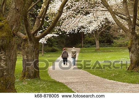 older couple walk under cherry trees in Stanley Park, Vancouver, BC, Canada View Large Photo Image Stock Photography - older couple walk under cherry trees in Stanley Park, Vancouver, BC, Canada. Fotosearch