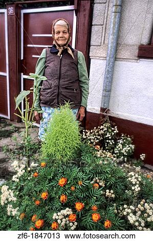 Older woman in her home garden near Sibiv Romania. View Large Photo Image Stock Image - Older woman in her home garden near Sibiv Romania.. Fotosearch
