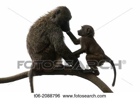 Olive baboon mother and young (Papio anubis), Nakuru National Park, Kenya, Africa, October. View Large Photo Image Stock Photograph - Olive baboon mother and young (Papio anubis), Nakuru National Park, Kenya, Africa, October.. Fotosearch