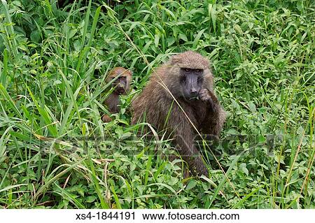 Stock Image - Olive baboon, Papio Anubis, Olive baboons are widespread throughout equatorial Africa and are found in 25 countries.. Fotosearch