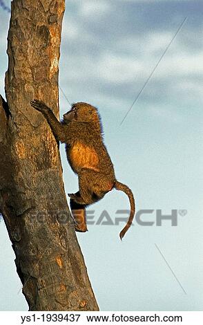 Stock Photo - Olive Baboon, papio anubis, Young climbing Tree Trunk, Masai Mara Park in Kenya.. Fotosearch