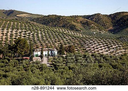 Picture - Olive grove and? cortijo?, Priego de Cordoba, Cordoba province, Andalusia, Spain. Fotosearch