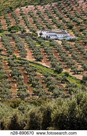 Olive grove and? cortijo?, Priego de Cordoba, Cordoba province, Andalusia, Spain View Large Photo Image Stock Image - Olive grove and? cortijo?, Priego de Cordoba, Cordoba province, Andalusia, Spain. Fotosearch
