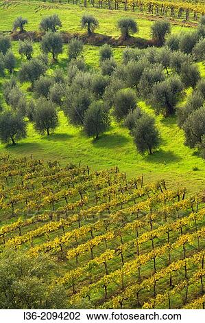 Stock Image - Olive grove and vineyard, Tuscany, Italy. Fotosearch