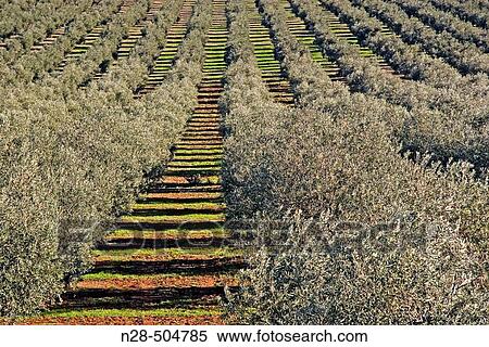 Olive grove. Antequera, MBlaga province. Spain View Large Photo Image Stock Photography - Olive grove. Antequera, MBlaga province. Spain. Fotosearch