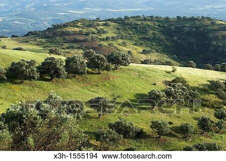 olive grove around Chefchaouen, Rif region, Morocco, North Africa View Large Photo Image Picture - olive grove around Chefchaouen, Rif region, Morocco, North Africa. Fotosearch