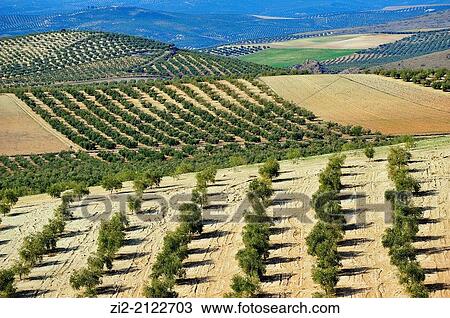 Olive grove near Baeza, Jaen, Spain View Large Photo Image Stock Image - Olive grove near Baeza, Jaen, Spain. Fotosearch