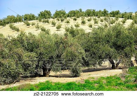 Olive grove near Baeza, Jaen, Spain View Large Photo Image Stock Photography - Olive grove near Baeza, Jaen, Spain. Fotosearch