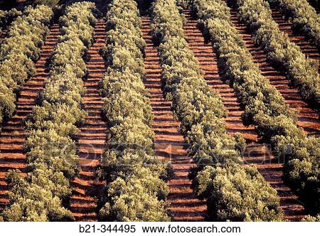 Olive grove near Mancha Real. Ja? n province, Spain View Large Photo Image Stock Photography - Olive grove near Mancha Real. Ja? n province, Spain. Fotosearch