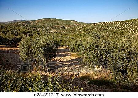 Stock Photo - Olive grove, Priego de Cordoba, Cordoba province, Andalusia, Spain. Fotosearch