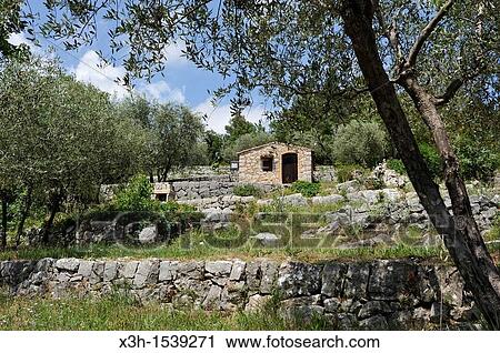 Stock Image - olive grove, Saint-Cezaire-sur-Siagne, Alpes-Maritimes department, Provence-Alpes-Cote d? Azur region, southeast of France, Europe.. Fotosearch