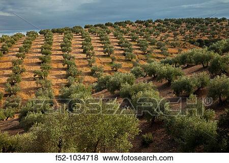 Olive grove. Sierra de Andjar Natural Park. Ja? n province. Andaluc? a. Spain. View Large Photo Image Stock Photo - Olive grove. Sierra de Andjar Natural Park. Ja? n province. Andaluc? a. Spain.. Fotosearch