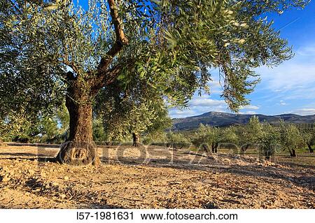 Stock Image - Olive grove, Spain.. Fotosearch