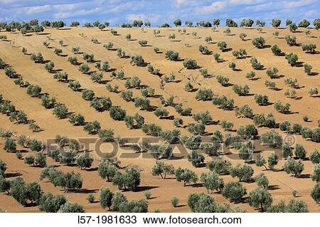 Olive grove, Spain. View Large Photo Image Stock Image - Olive grove, Spain.. Fotosearch