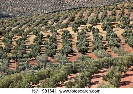 Stock Image - Olive grove, Spain.. Fotosearch
