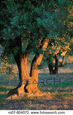 Olive grove, sunset, olive tree, Spain View Large Photo Image Stock Image - Olive grove, sunset, olive tree, Spain. Fotosearch