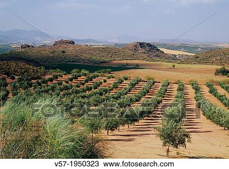 Olive grove. Vega de Granada, Andalucia, Spain. View Large Photo Image Stock Image - Olive grove. Vega de Granada, Andalucia, Spain.. Fotosearch