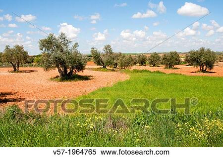 Olive grove. Villatobas, Toledo province, Castilla La Mancha, Spain. View Large Photo Image Stock Photography - Olive grove. Villatobas, Toledo province, Castilla La Mancha, Spain.. Fotosearch