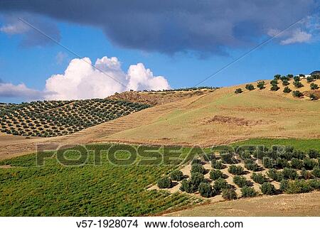 Picture - Olive groves and cultivation fields. Olvera, Cadiz province, Andalucia, Spain.. Fotosearch