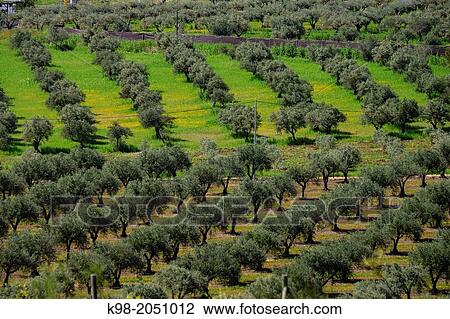 Stock Image - Olive groves, Campo Maior, Alentejo, Portugal. Fotosearch