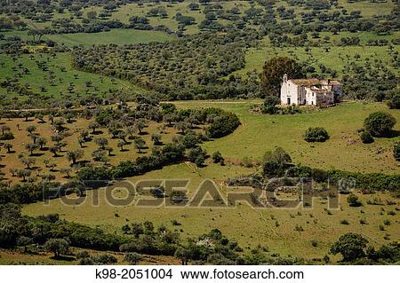 Picture - Olive groves, Elvas, Alentejo, Portugal. Fotosearch