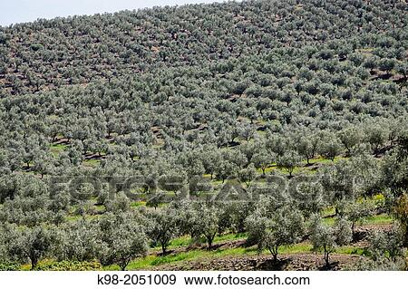 Olive groves, Elvas, Alentejo, Portugal View Large Photo Image Stock Photo - Olive groves, Elvas, Alentejo, Portugal. Fotosearch