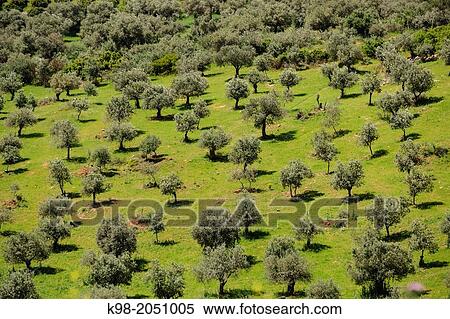 Olive groves, Elvas, Alentejo, Portugal View Large Photo Image Stock Photography - Olive groves, Elvas, Alentejo, Portugal. Fotosearch