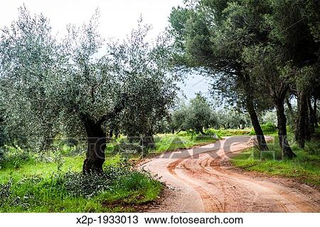 Olive groves in Granada province, Andalusia, Spain View Large Photo Image Stock Image - Olive groves in Granada province, Andalusia, Spain. Fotosearch