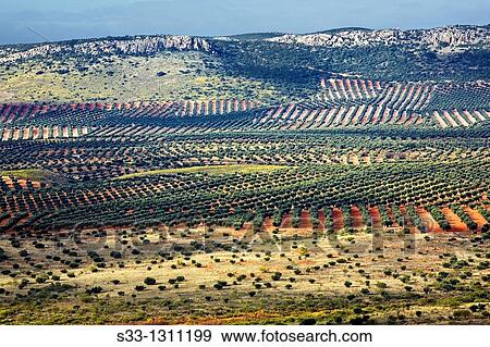 Olive groves in the Montes de Toledo, Mora, Toledo province, Castile-La Mancha, Spain. View Large Photo Image Stock Photo - Olive groves in the Montes de Toledo, Mora, Toledo province, Castile-La Mancha, Spain.. Fotosearch