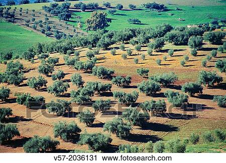 Stock Image - Olive groves. La Axarquia, Malaga province, Andalucia, Spain.. Fotosearch