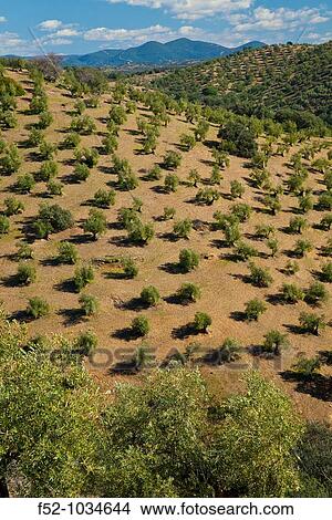 Olive groves. Sierra de Cardea y Montoro Natural Park. C? rdoba province. Andaluc? a. Spain. View Large Photo Image Picture - Olive groves. Sierra de Cardea y Montoro Natural Park. C? rdoba province. Andaluc? a. Spain.. Fotosearch