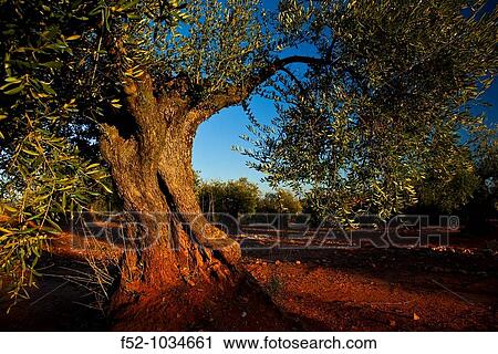 Olive groves. Sierra de Cardea y Montoro Natural Park. C? rdoba province. Andaluc? a. Spain. View Large Photo Image Stock Image - Olive groves. Sierra de Cardea y Montoro Natural Park. C? rdoba province. Andaluc? a. Spain.. Fotosearch