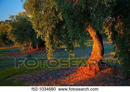 Olive groves. Sierra de Cardea y Montoro Natural Park. C? rdoba province. Andaluc? a. Spain. View Large Photo Image Stock Image - Olive groves. Sierra de Cardea y Montoro Natural Park. C? rdoba province. Andaluc? a. Spain.. Fotosearch