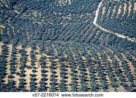 Olive groves. Sierras Sub-b? ticas Nature Reserve, Cordoba province, Andalucia, Spain. View Large Photo Image Picture - Olive groves. Sierras Sub-b? ticas Nature Reserve, Cordoba province, Andalucia, Spain.. Fotosearch
