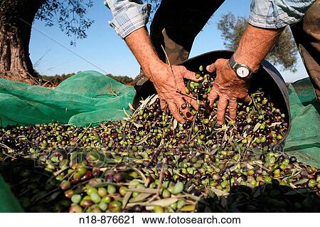 Olive harvest, Mont-ras, Baix Emporda, Girona province, Catalonia, Spain View Large Photo Image Stock Image - Olive harvest, Mont-ras, Baix Emporda, Girona province, Catalonia, Spain. Fotosearch