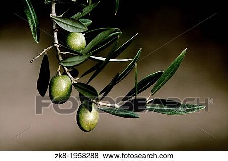 Olive in a branch picual, Jaen, Andalusia, Spain. View Large Photo Image Stock Photo - Olive in a branch picual, Jaen, Andalusia, Spain.. Fotosearch
