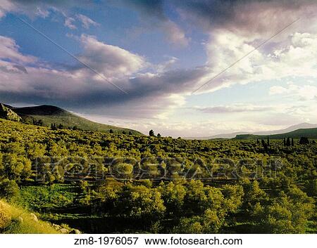 Olive oil is obtained from the olives of the olive tree also known as? Olea europaea? - family Oleaceae, a traditional tree crop of the Mediterranean area. The oil is extracted by grinding whole olives, view here of Itea area below Delphi. View Large Photo Image Stock Photo - Olive oil is obtained from the olives of the olive tree also known as? Olea europaea? - family Oleaceae, a traditional tree crop of the Mediterranean area. The oil is extracted by grinding whole olives, view here of Itea area below Delphi.. Fotosearch