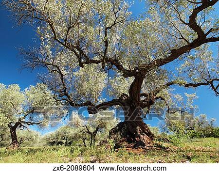 Picture - Olive (Olea europaea) grove at EL Godall village countryside. Montsi? Region; Tarragona Province; Catalonia; Spain.. Fotosearch