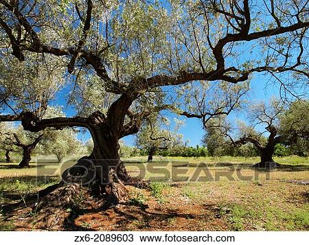 Stock Image - Olive (Olea europaea) grove at EL Godall village countryside. Montsi? Region; Tarragona Province; Catalonia; Spain.. Fotosearch