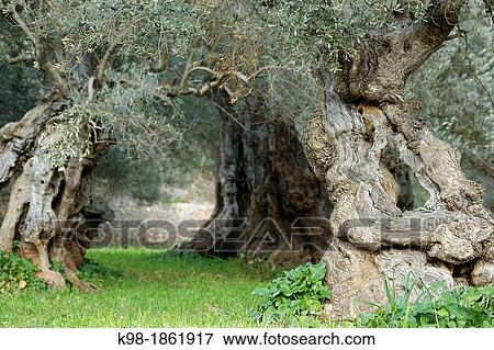 Olive, Sa Bassa Bunyola Sierra de Tramuntana Majorca Balearic Islands Spain View Large Photo Image Stock Photo - Olive, Sa Bassa Bunyola Sierra de Tramuntana Majorca Balearic Islands Spain. Fotosearch